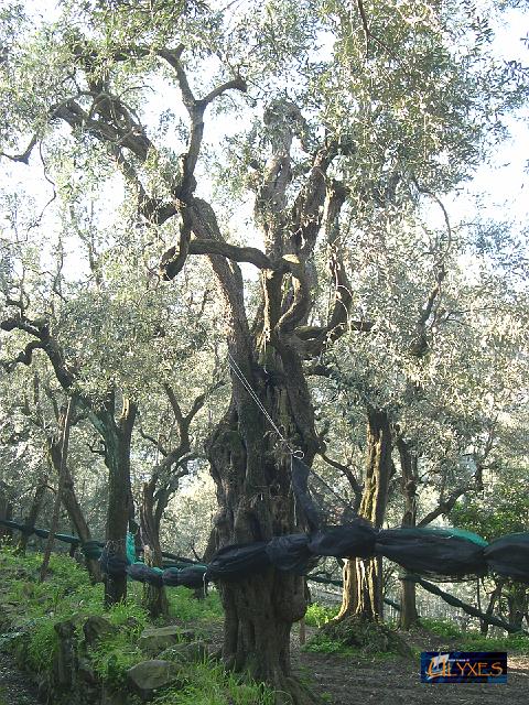 contorsioni naturali.JPG